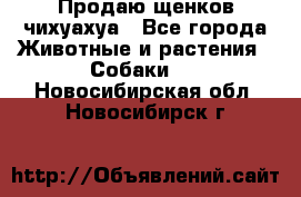 Продаю щенков чихуахуа - Все города Животные и растения » Собаки   . Новосибирская обл.,Новосибирск г.